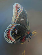 Load image into Gallery viewer, Calleta Silk Moths - Original Painting
